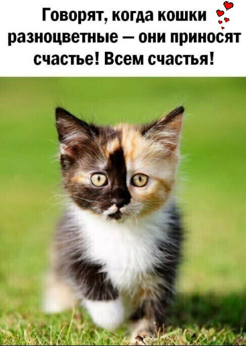 Говорят когда кошки 2 разноцветные оин приносят счастье Всем счастья