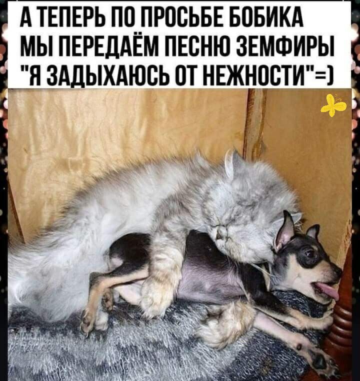 А ТЕПЕРЬ П0__ПРПБЬБЕ БОБИКА МЫ ПЕРЕДАЕМ ПЕСНЮ ЗЕМФИРЫ ДН ЗАДЫХАЮВЬ ОТ НЕЖНПВТИ1__Ц 4 А