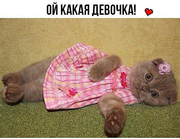 пи кдкд ЛЕВЧПКА