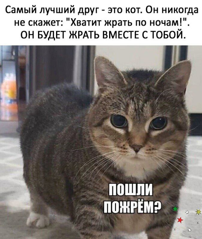 Самый лучший друг это кот Он никогда не скажет Хватит жрать по ночам ОН БУДЕТ ЖРАТЬ ВМЕСТЕ С ТОБОЙ ппшди ППЖРЕМ А