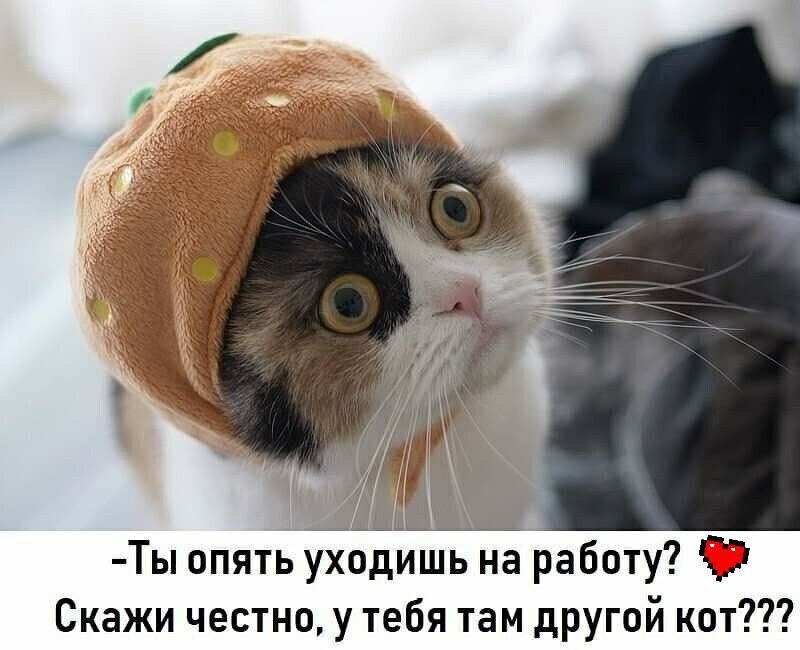 __ЩЦЩ Ты опять уходишь на работу ГД Скажи честно у тебя там другой кот