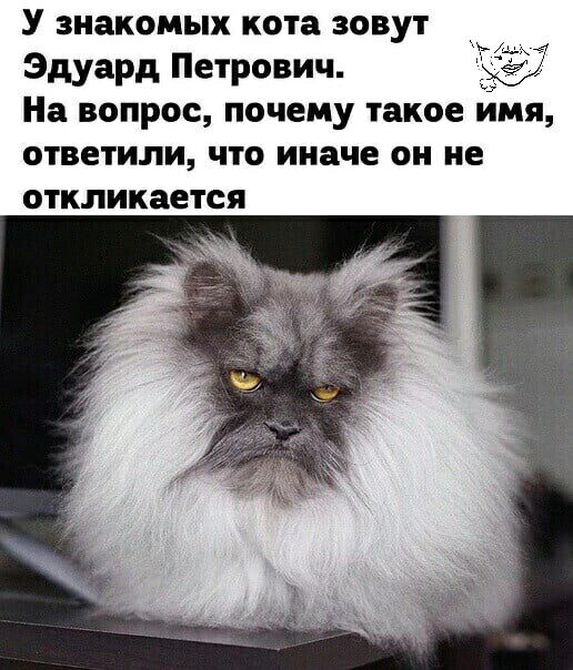У знакомых кота зовут Эдуард Петрович На вопрос почему такое имя ответили что иначе он не откликается