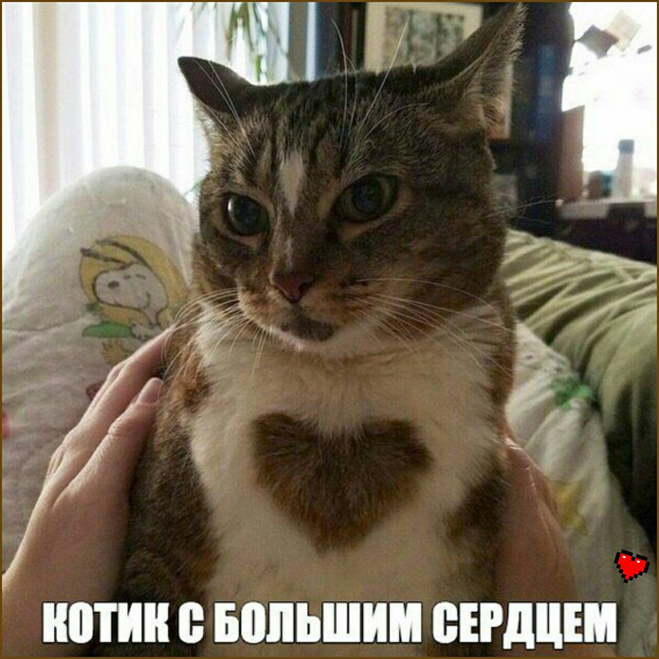 ШИН БОЛЬШИМ ВЕРДЦШ