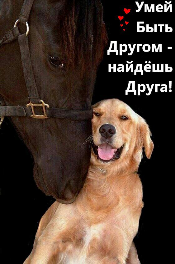 Умей Быть д9Угом найдёшь друга