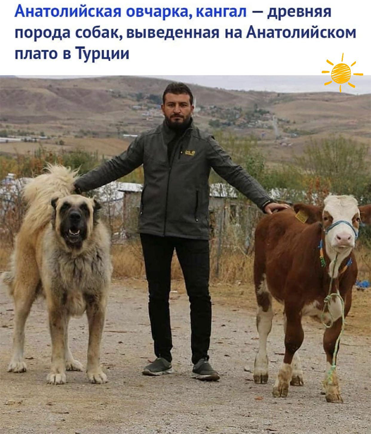 _ древняя порода СОбдК выведенная на АНЗТОЛИЙСКОМ плато в Турции йі ан Аи 7