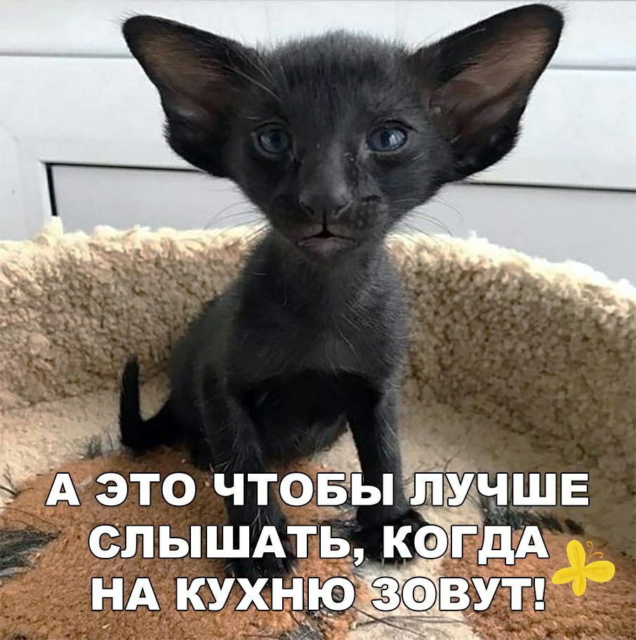 А это чтоъвфыгііЙ СПЬШАТЬ КЭГДА НА КУХНЮВУТ 1