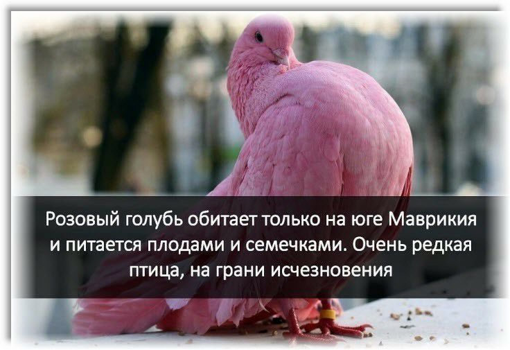 Розовый голубь обитает только на юге Маврикия и питается плодами и семечками Очень редкая птица на грани исчезновения