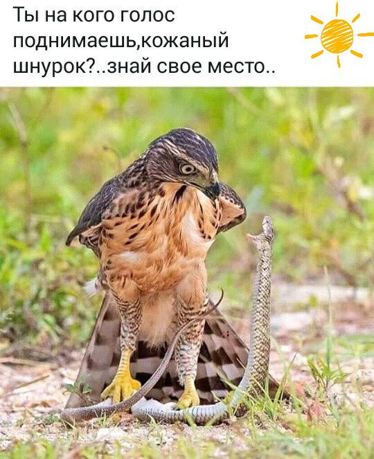 ТЫ Нд КОГО ГОЛОС поднимаешькожаный шнурокзнай свое место г