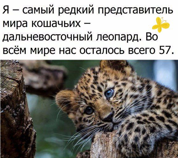 Я самый редкий представитель мира кошачьих 45 дальневосточный леопард Во всём мире нас осталось всего 57