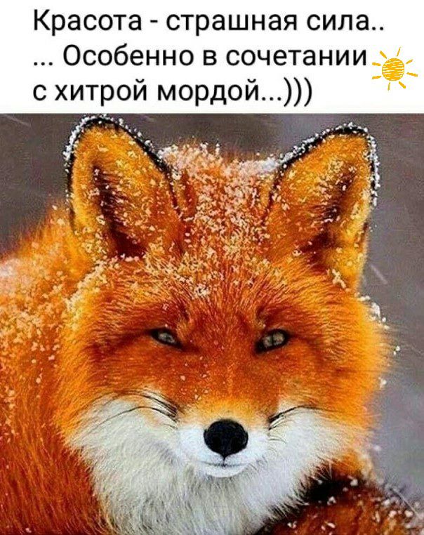 Красота страшная сила Особенно в сочетанииЁ с хитрой мордой