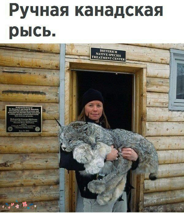 Ручная канадская рысь