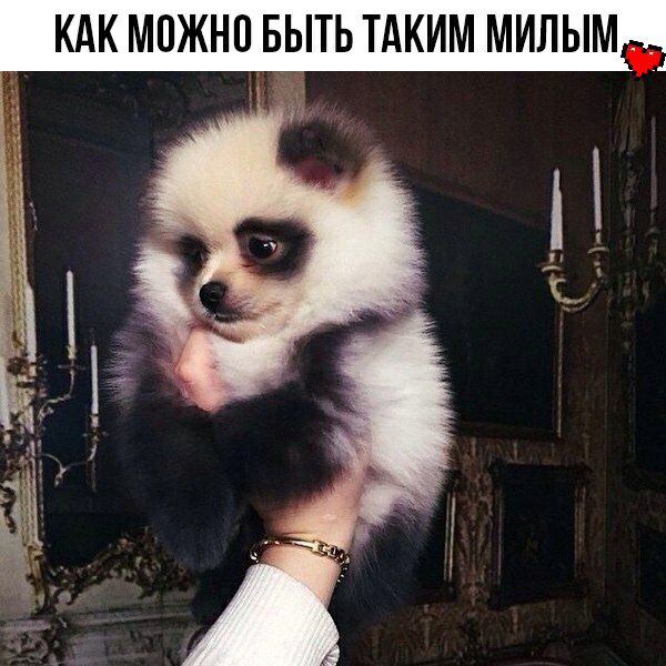КАК МПЖНП БЫТЬ ТАКИМ МИЛЫМ _