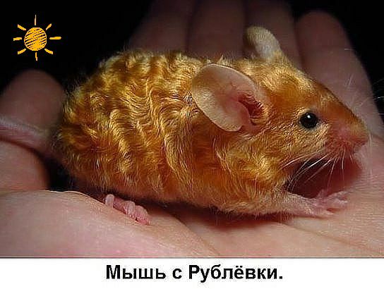 Мышь Р316п вки