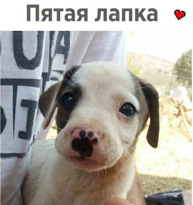 Пятая лапка я