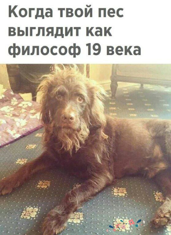 Когда твой пес выглядит как философ 19 века