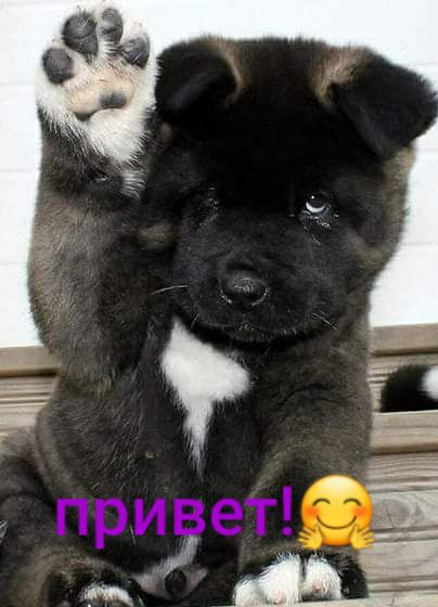 1 Р привет