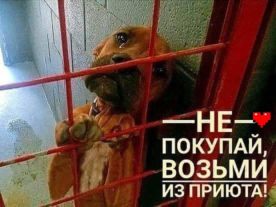НЕ_ ПОКУПАИ ВОЗЬМИ из приютм