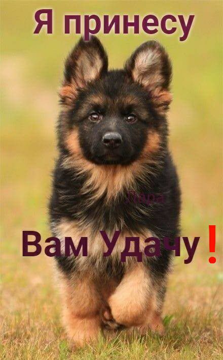 Я п инесу