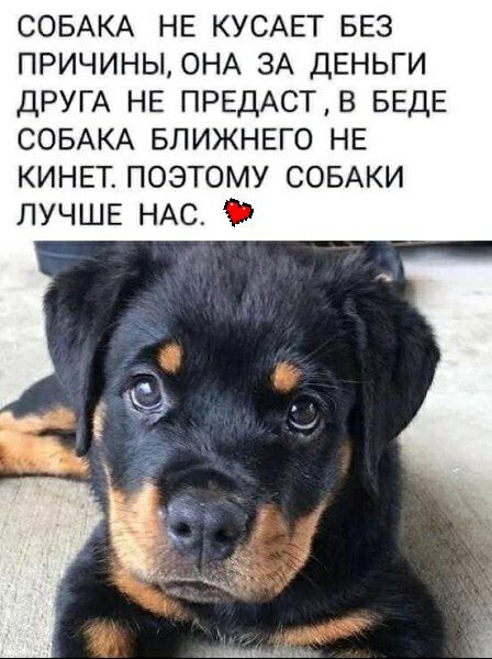 СОБАКА НЕ КУСАЕТ БЕз ПРИЧИНЬОНА 3А ДЕНЬГИ ДРУГА НЕ ПРЕДАСТВ БЕдЕ СОБАКА БЛИЖНЕГО НЕ КИНЕТ поэтому СОБАКИ ЛУЧШЕ НАС