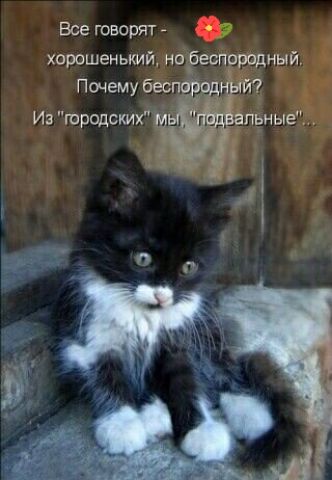 Все говорят хорошем ький нсгеспорпдный