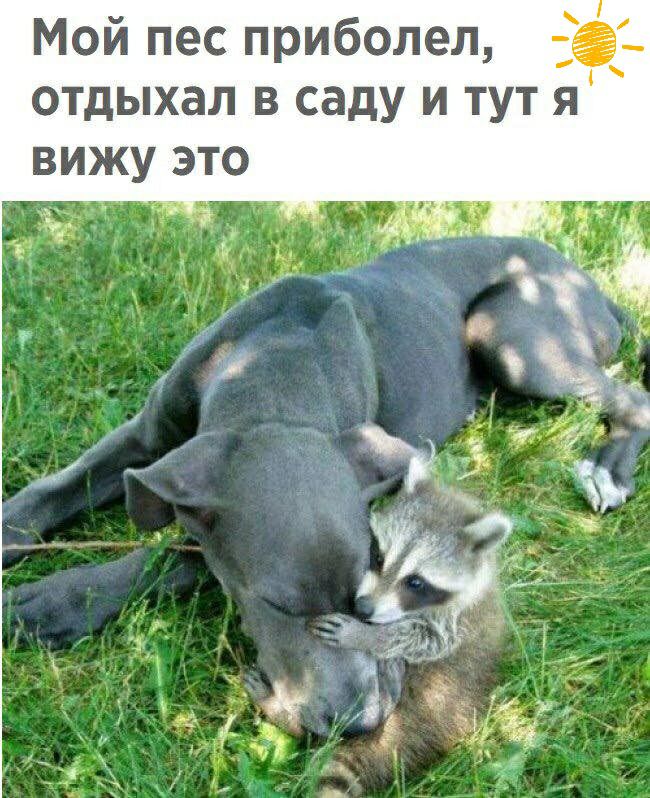 Мой пес приболел е отдыхал в саду и тут я вижу это