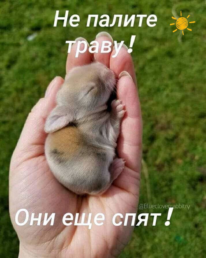 Не палите Ши д Мпшу