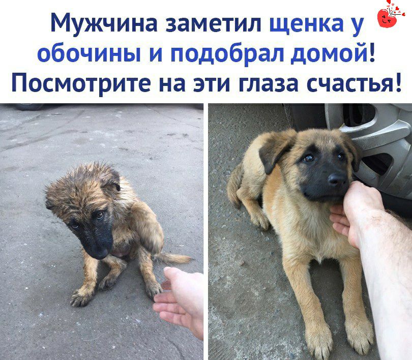 Мужчина заметил щенка у обочины и подобрал домой Посмотрите на эти глаза счастья