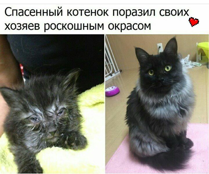 Спасенный КОТЕНОК поразил СВОИХ ХОЗЯЕВ роскошным окрасом