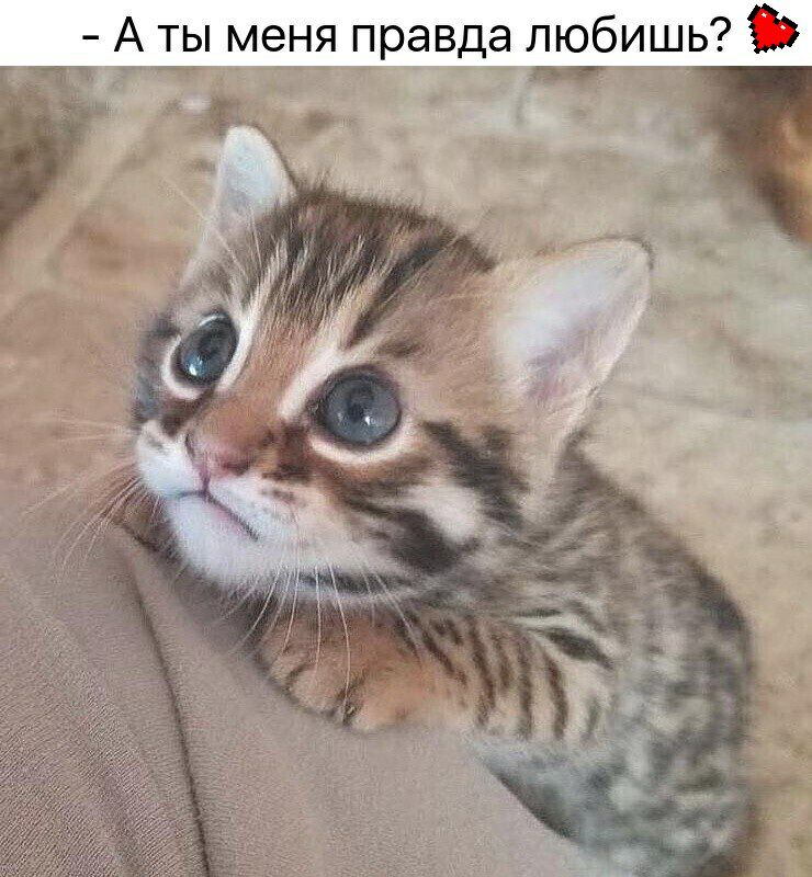 А ты меня правда любишь 53 _ _ _ дЪ