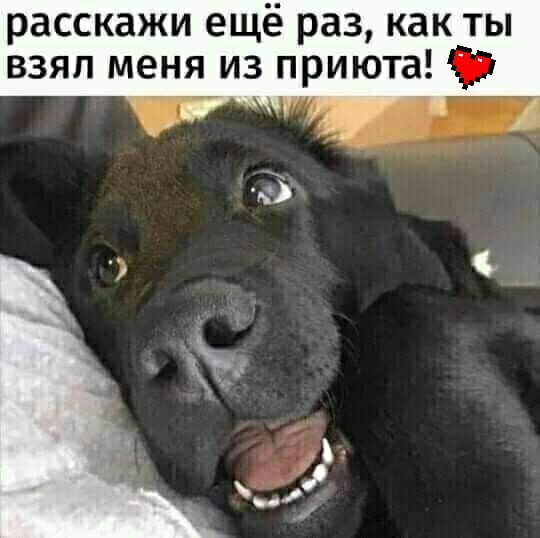 расскажи ещё раз как ты взял меня из приюта и П
