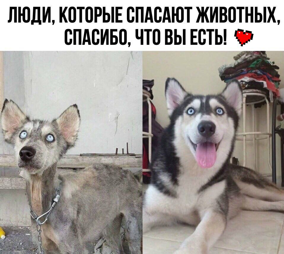 ЛЮДИ КОТОРЫЕ ОПАОАЮТ ЖИВОТНЫХ ОПАОИБО ЧТО ВЫ ЕОТЬ ЧЁ