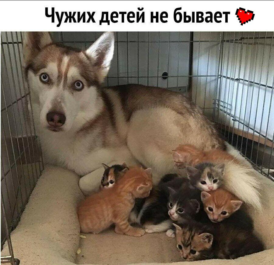 Чужих детей не бывает 51 А