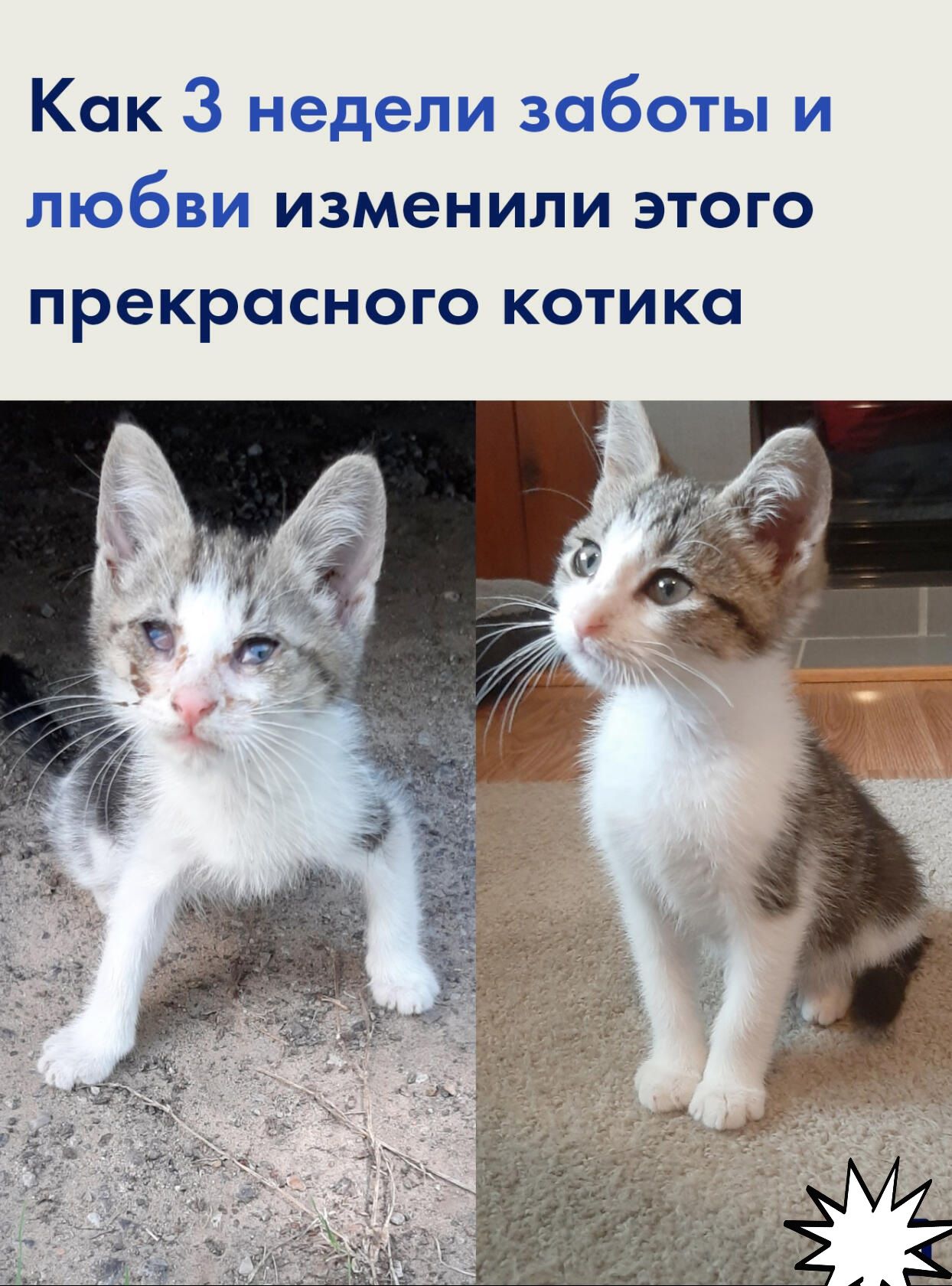 Как 3 недели заботы и любви изменили этого прекрасного котика
