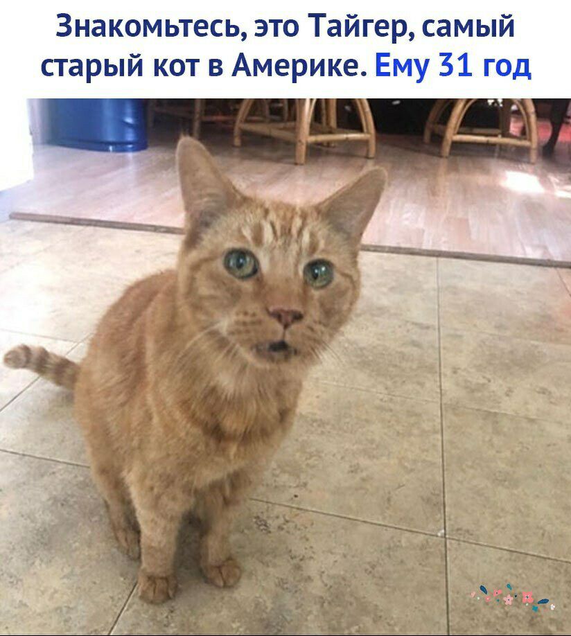 Знакомьтесь это Тайгер самый старый кот в Америке Ему 31 год