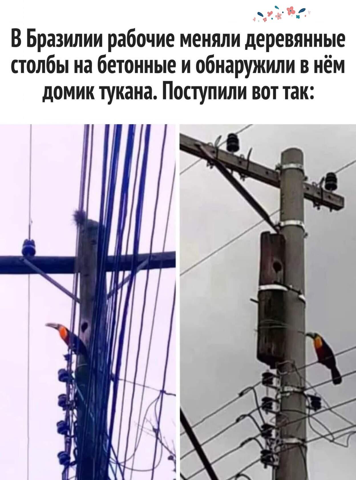 В Бразилии рабочие меняли деревянные столбы на бетонные и обнаружили в нём домик тукана Поступили вот так