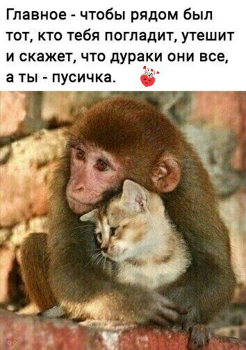 Главное чтобы рядом был тот кто тебя погладит утешит и скажет что дураки они все а ты пусичка 5