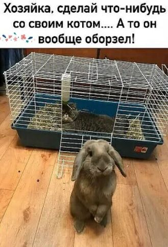 Хозяйка сделай что нибудь со своим котом А то он вообще обврзел