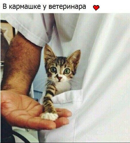 В кармашке у ветеринара р 7