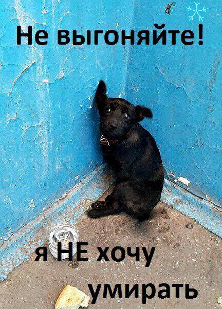 в Не выгоняйте
