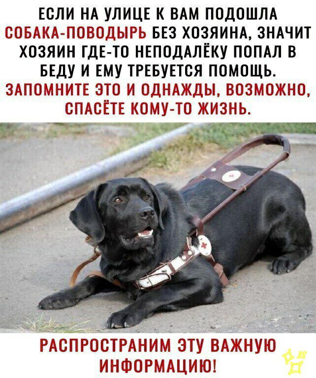 ЕСЛИ НА УЛИЦЕ К ВАМ ПОДОШЛА ВТЗЫЁ ЕЕПВПДЫЬЬ БЕЗ ХОЗЯИНА ЗНАЧИТ ХОЗЯИН ГДЕ ТО НЕПОДАЛЁКУ ПОПАЛ В БЕДУ И ЕМУ ТРЕБУЕТСЯ ПОМОЩЬ ЗАГТТШ АЖШ Ё ВШЗМ ТЁЖЕЮ О ЖЕ ЗНЬ И З Ю Р