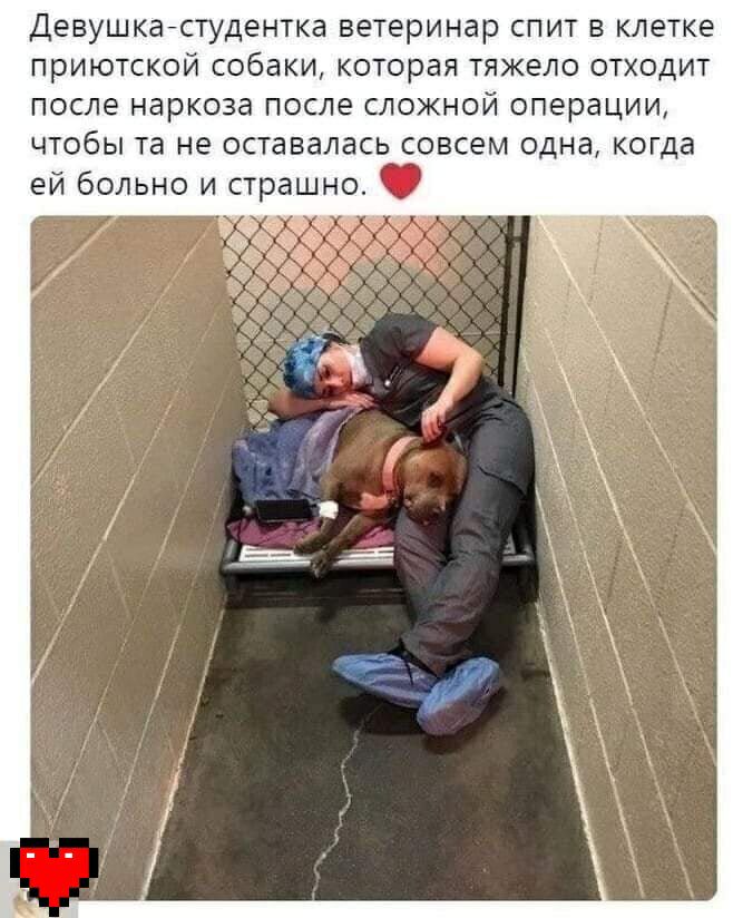 Девушкастудентка ветеринар спит в клетке приютской собаки которая тяжело отходит ПОСЛЭ НЭРКОЗЗ ПОСЛЕ СЛОЖНОЙ операции ЧТОбЫ та не ОСТаВЗЛдСЬ СОВСЭМ одна когда ей больно и страшно Ю