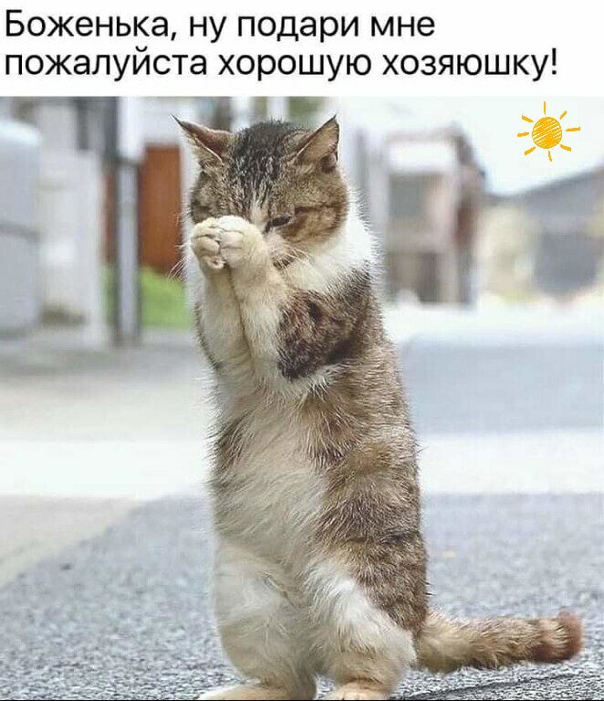 Боженька ну подари мне пожалуиста хорошую хозяюшку 1