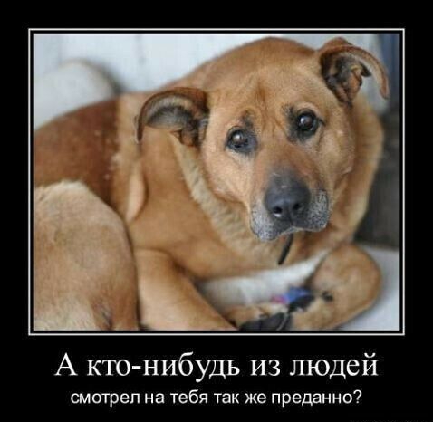 А кто нибудь из людей смотрел на тебя так же преданно