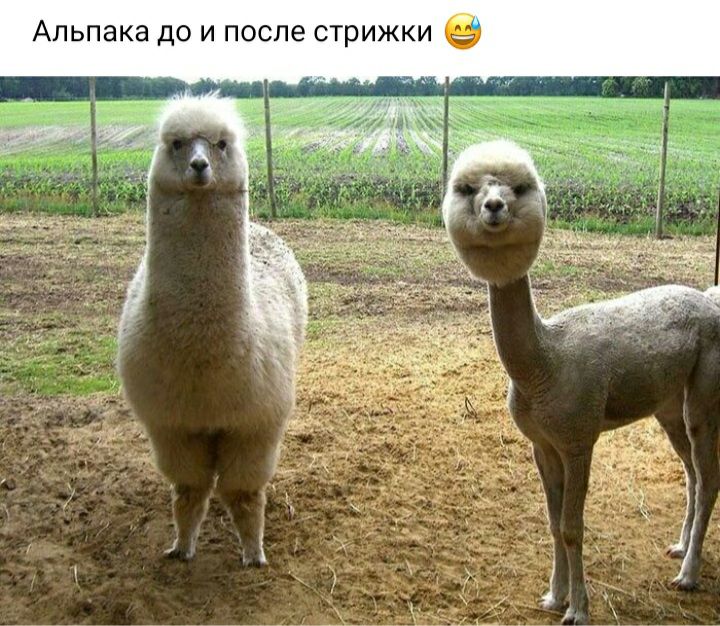 Альпака до и после стрижки