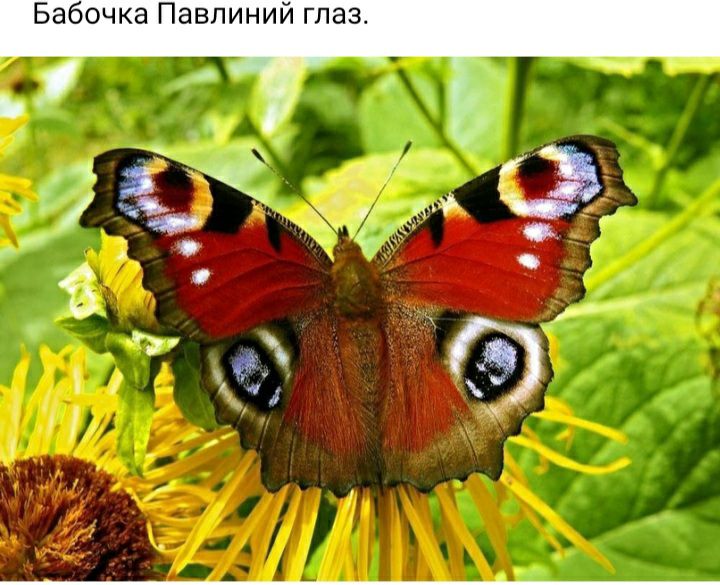 Бабочка Павлиний глаз