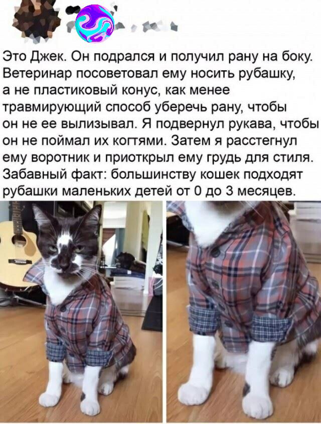 Это Джекс Он подрался и получил рану на боку Ветеринар посоветовал ему носить рубашку а не пластиковый конус как менее травмирующий способ уберечь рану чтобы он не ее вылизывал Я подвернуп рукава чтобы он не поймал их копями Затем я расстегнул ему воротник и приоткрыл ему грудь для стиля Забавный факт большинству кошек подходят рубашки маленьких детей от 0 до 3 месяцев