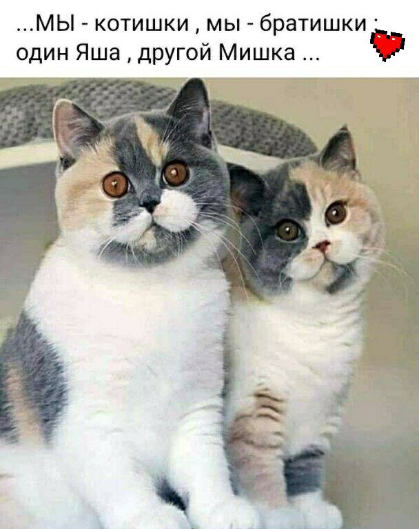 МЫ котишки мы братишки один Яша другой Мишка