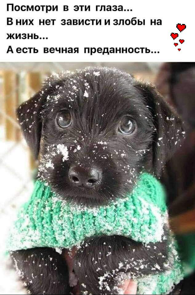 ПОСМОТРИ В ЭТИ глаза В НИХ НЕТ ЗЗВИСТИ И ЗПОбЫ на жизнь Аесть вечная преданность