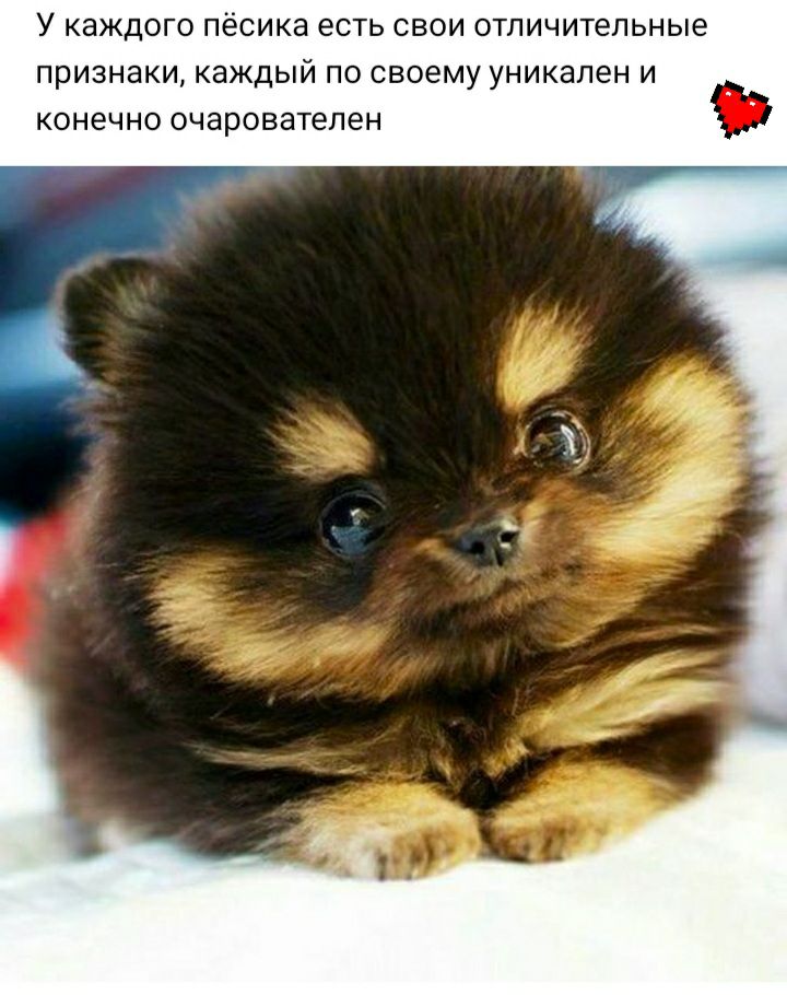 У КдЖДО ПёСИКд ЕСТЬ СВОИ ОТЛИЧИТЕЛЬНЫЕ ПРИЗНЗКИ каждый по своему УНИКЭЛЭН И КОНЕЧНО ОЧЭРОВЗТЭ ЭН