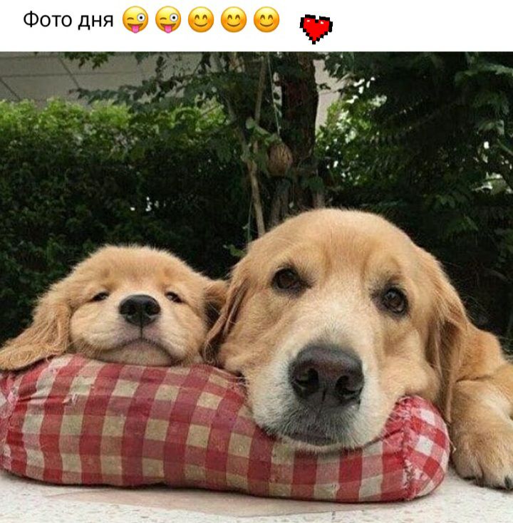 Фотодняэфеее дм
